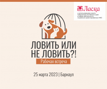Зоозащитники встретятся в Барнауле, чтобы обсудить методы работы с собаками без владельцев