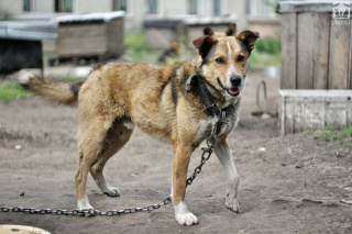 КРАФТ