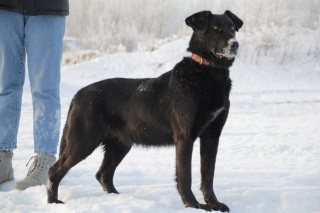 Пайтли 