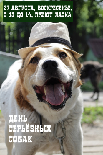 День серьёзных собак: в это воскресенье в приюте Ласка презентуют собак-охранников для дома и предприятия!